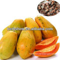 High quality papaya seeds for growing & high yield